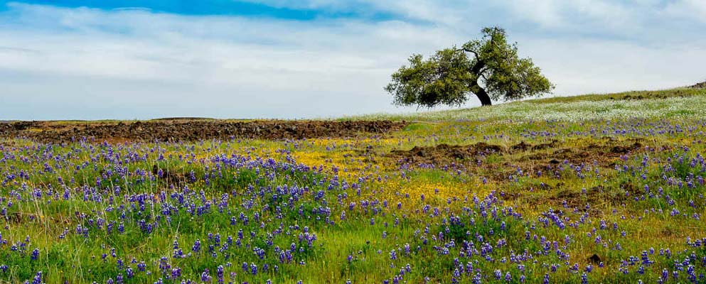 Field in Butte County, California