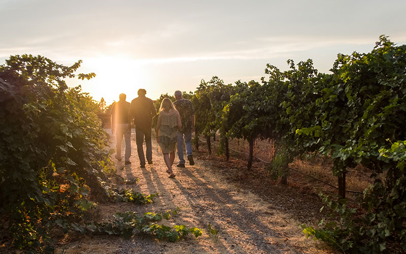 California vineyard