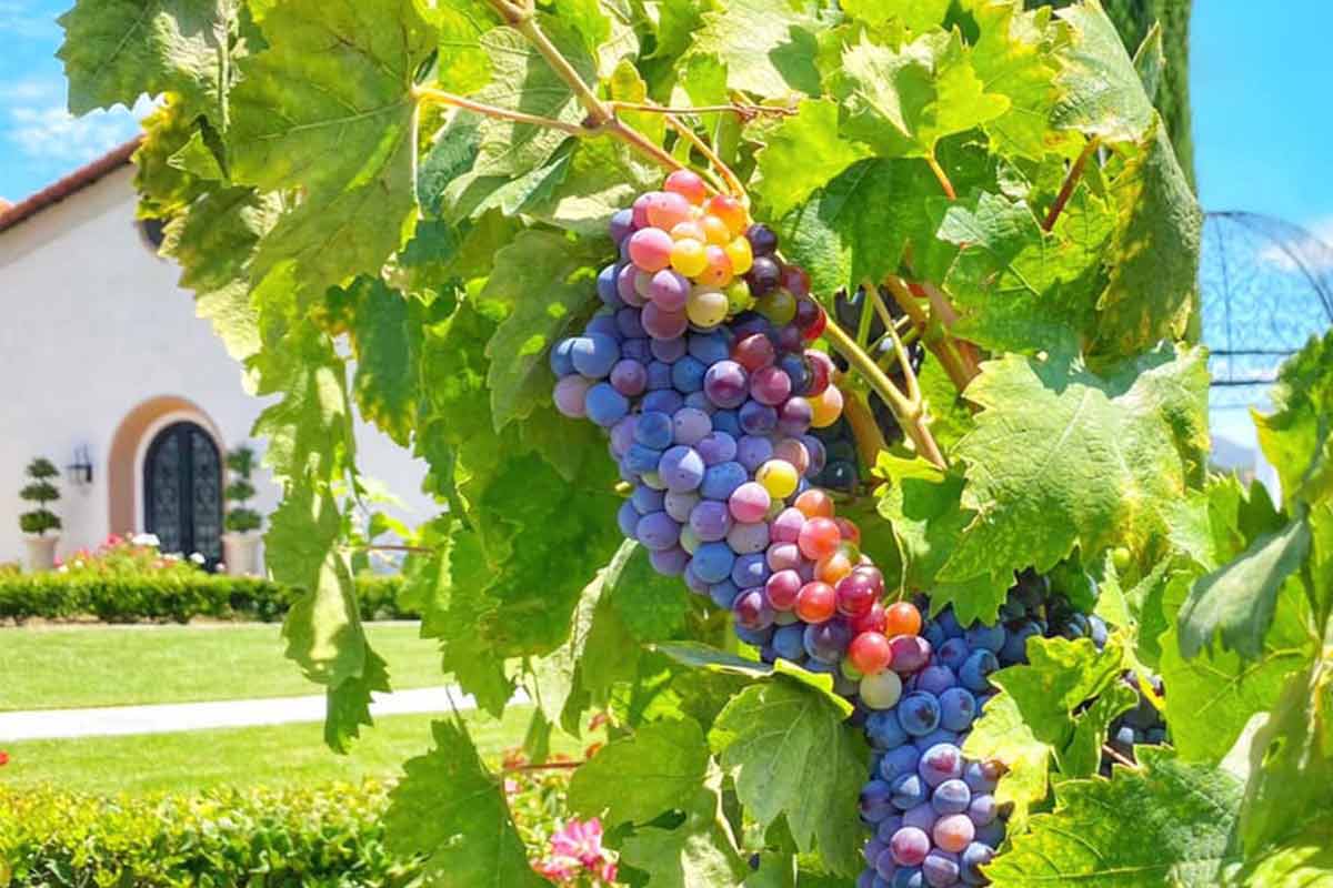 Grapes on a vine